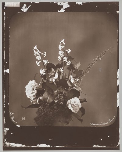 Senza titolo (composizione floreale) da Adolphe Braun