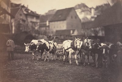 Senza Titolo Animali da Fattoria, 1850 da Adolphe Braun