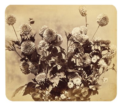 Senza titolo, c. 1860 da Adolphe Braun