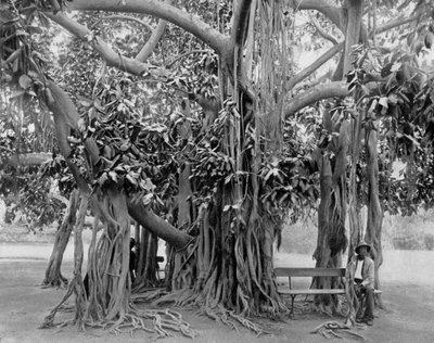 Albero di banyan, Kingston Park, Giamaica, c1905 da Adolphe Duperly and Son