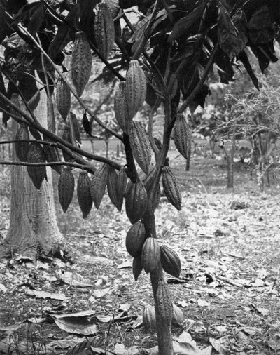 Albero di cacao, Giamaica, c1905 da Adolphe Duperly and Son
