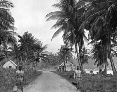 Boschetto di cocco, Port Antonio, Giamaica, c1905 da Adolphe Duperly and Son