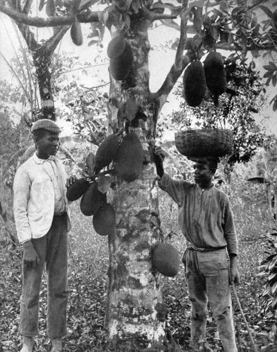 Jackfruit, Giamaica da Adolphe Duperly and Son