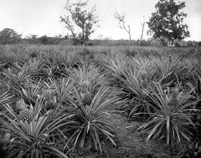 Boschetto di ananas, Giamaica, c1905 da Adolphe Duperly and Son
