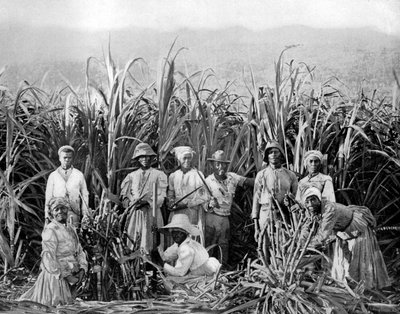 Tagliatori di canna da zucchero, Giamaica, c1905 da Adolphe Duperly and Son