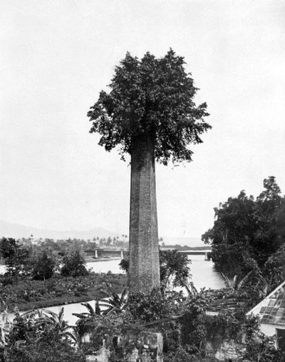 Albero che cresce dal vecchio camino della piantagione di zucchero, Giamaica, c1905 da Adolphe Duperly and Son