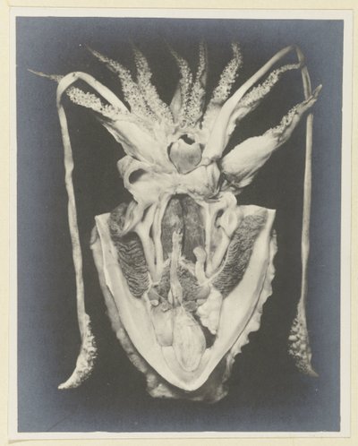 Anatomia di una seppia da Adolphe Louis Donnadieu