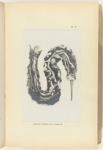 Vipera aperta con organi visibili da Adolphe Louis Donnadieu
