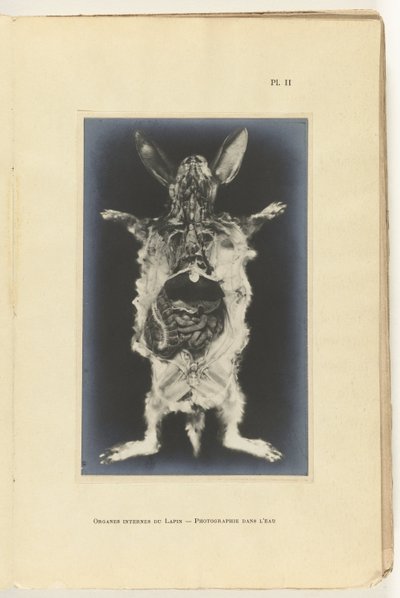 Coniglio aperto con organi visibili da Adolphe Louis Donnadieu
