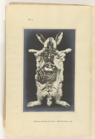 Coniglio aperto con organi visibili da Adolphe Louis Donnadieu