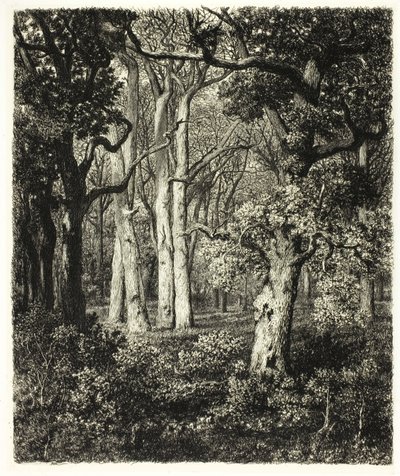Vecchie Querce a Bas Bréau da Adolphe Martial Potemont