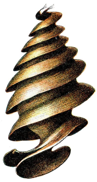 Capsula d