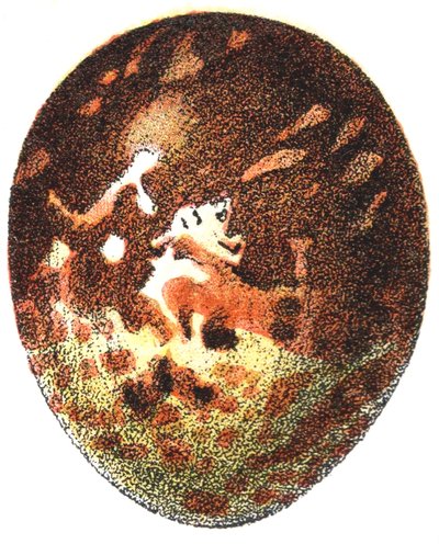 Uovo di falco pecchiaiolo (Pernis apivorus), 1923 da Adolphe Philippe Millot