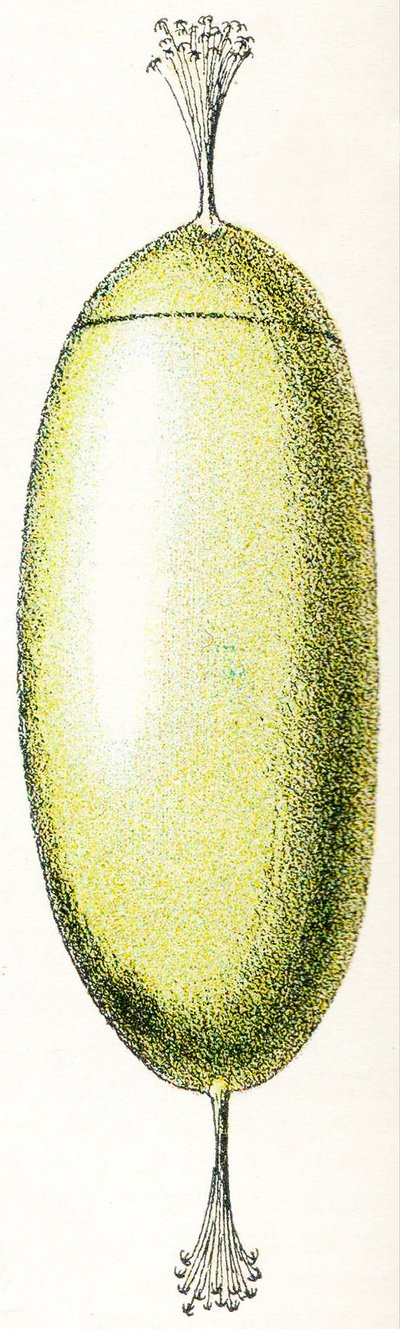 Uovo di lampreda, 1923 da Adolphe Philippe Millot