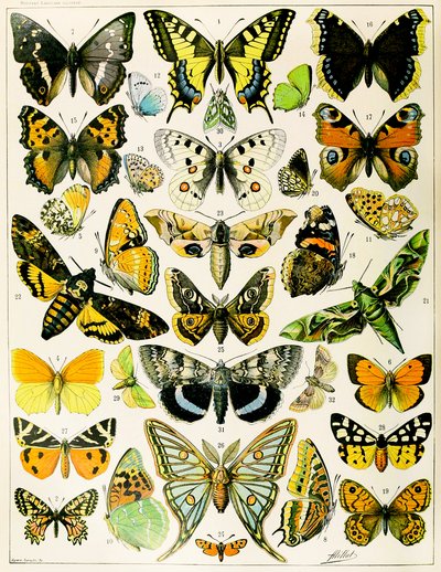 Illustrazione di farfalle e falene c.1923 da Adolphe Philippe Millot