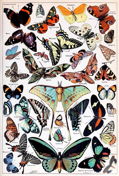 Illustrazione di farfalle e falene c.1923 da Adolphe Philippe Millot