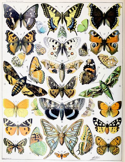 Illustrazione di farfalle e falene c.1923 da Adolphe Philippe Millot