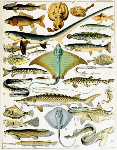 Illustrazione di pesce c.1923 da Adolphe Philippe Millot