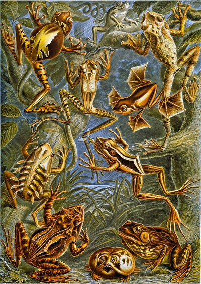 Illustrazione di rane e rospi c.1909 da Adolphe Philippe Millot