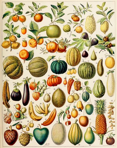 Illustrazione di frutta c.1923 da Adolphe Philippe Millot