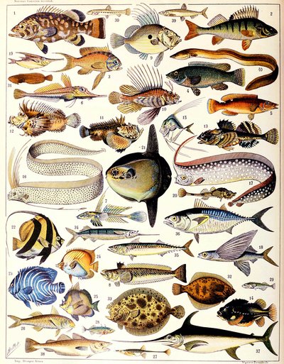 Illustrazione di pesci marini c.1923 da Adolphe Philippe Millot