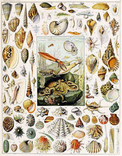 Illustrazione di conchiglie c.1923 da Adolphe Philippe Millot