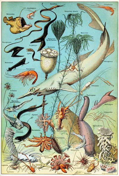 Illustrazione di una scena subacquea in acque profonde c.1923 da Adolphe Philippe Millot