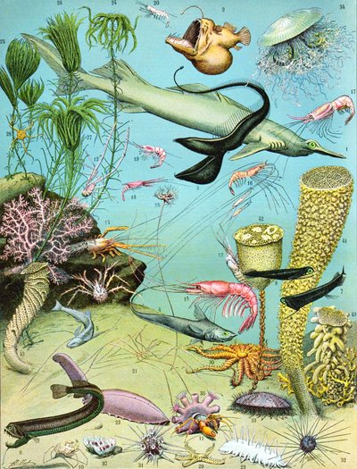 Illustrazione di un ecosistema di acque profonde c.1923 da Adolphe Philippe Millot