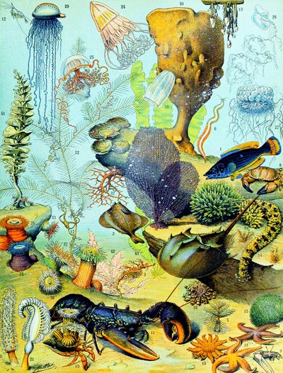 Illustrazione di una scena subacquea c.1923 da Adolphe Philippe Millot