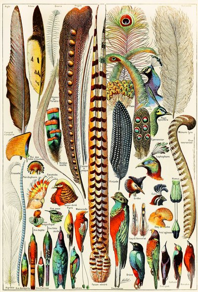 Illustrazione di piume e uccelli c.1923 da Adolphe Philippe Millot