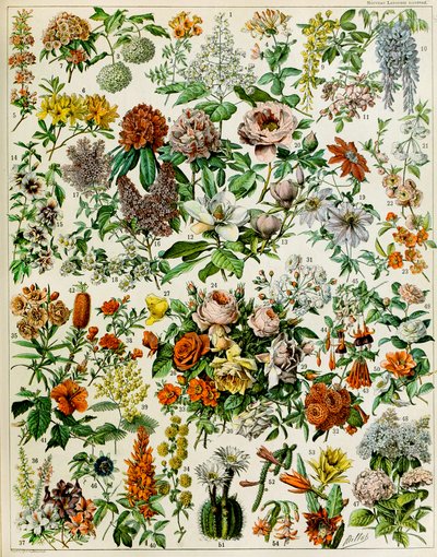 Illustrazione di piante da fiore c.1923 da Adolphe Philippe Millot
