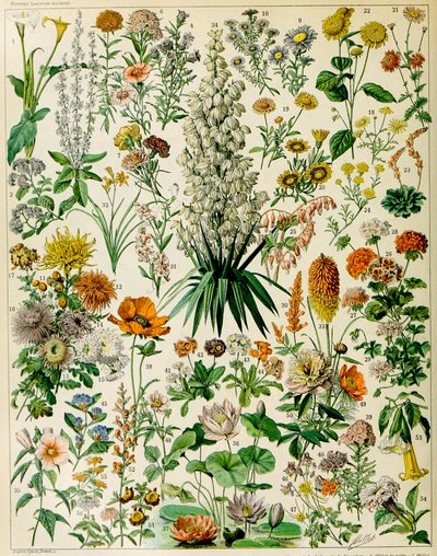 Illustrazione di piante da fiore c.1923 da Adolphe Philippe Millot