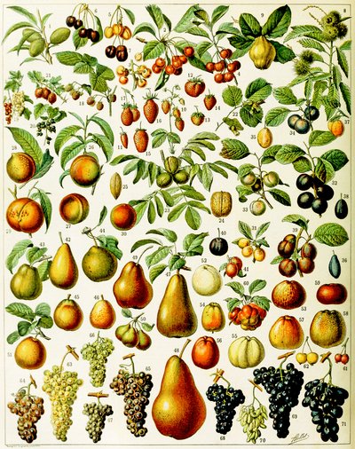 Illustrazione di frutta c.1923 da Adolphe Philippe Millot