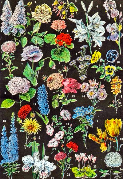 Illustrazione di fiori da giardino c.1923 da Adolphe Philippe Millot