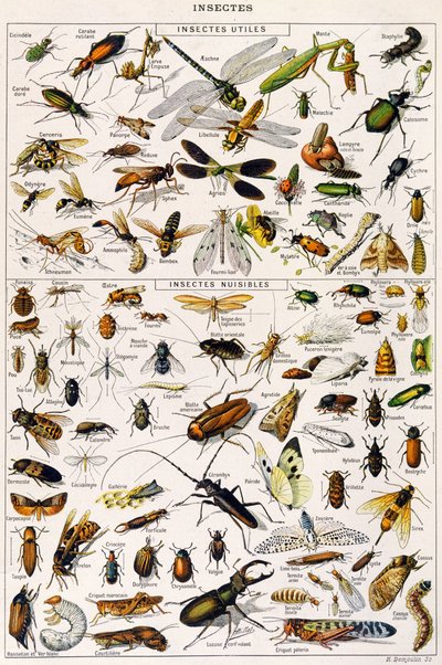 Illustrazione di insetti utili e parassiti degli insetti c.1923 (litografia) da Adolphe Philippe Millot