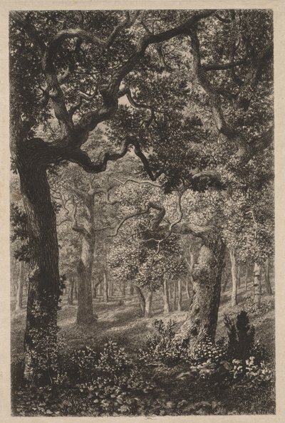 Nel bosco da Adolphe Théodore Jules Martial Potémont