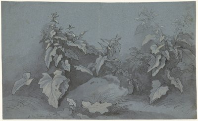 Studio di piante da Adriaan Boudewyns