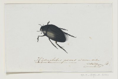 Coleottero nero (Hydrophilus picens) da Adriaan van der Willigen