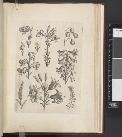 Illustrazione di piante, 