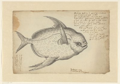 Pesce re (Lampris guttatus) da Adriaen Coenen