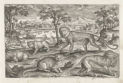 Scimmie e gatti da Adriaen Collaert