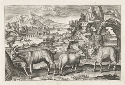 Bok en schapen da Adriaen Collaert