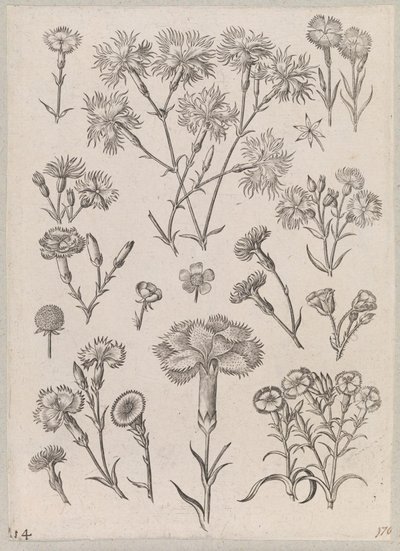 Garofano da Adriaen Collaert
