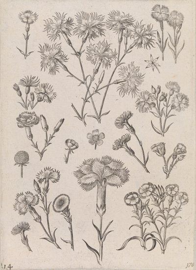 Narcisi da Adriaen Collaert