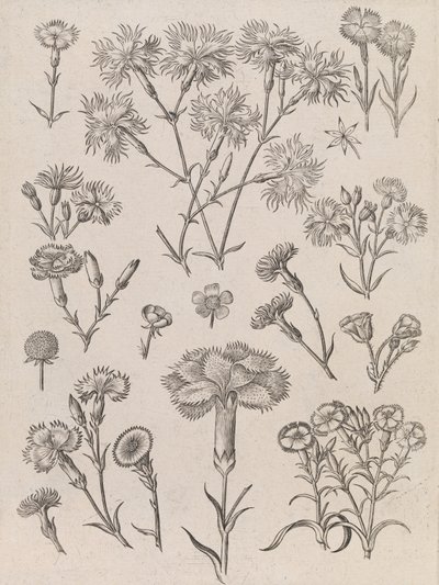  da Adriaen Collaert