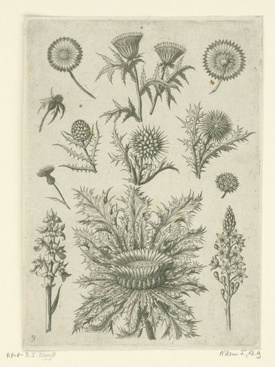Diverse carde da Adriaen Collaert