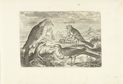 Tre uccelli in un paesaggio da Adriaen Collaert
