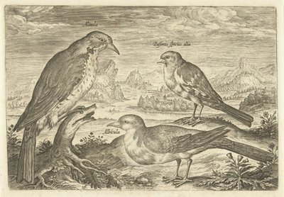 Tre uccelli in un paesaggio da Adriaen Collaert
