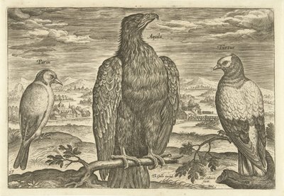 Tre uccelli in un paesaggio da Adriaen Collaert