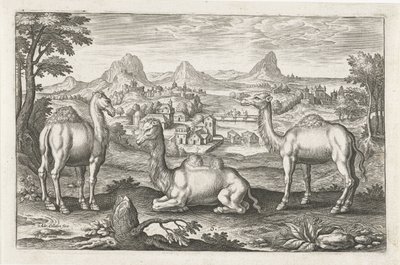 Dromedari e un cammello da Adriaen Collaert